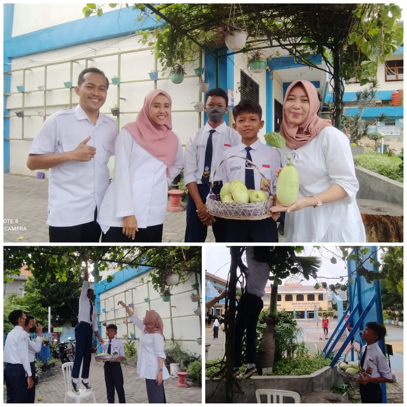 PETIK BUAH MARKISA KEBUN SPENSIXTEEN
